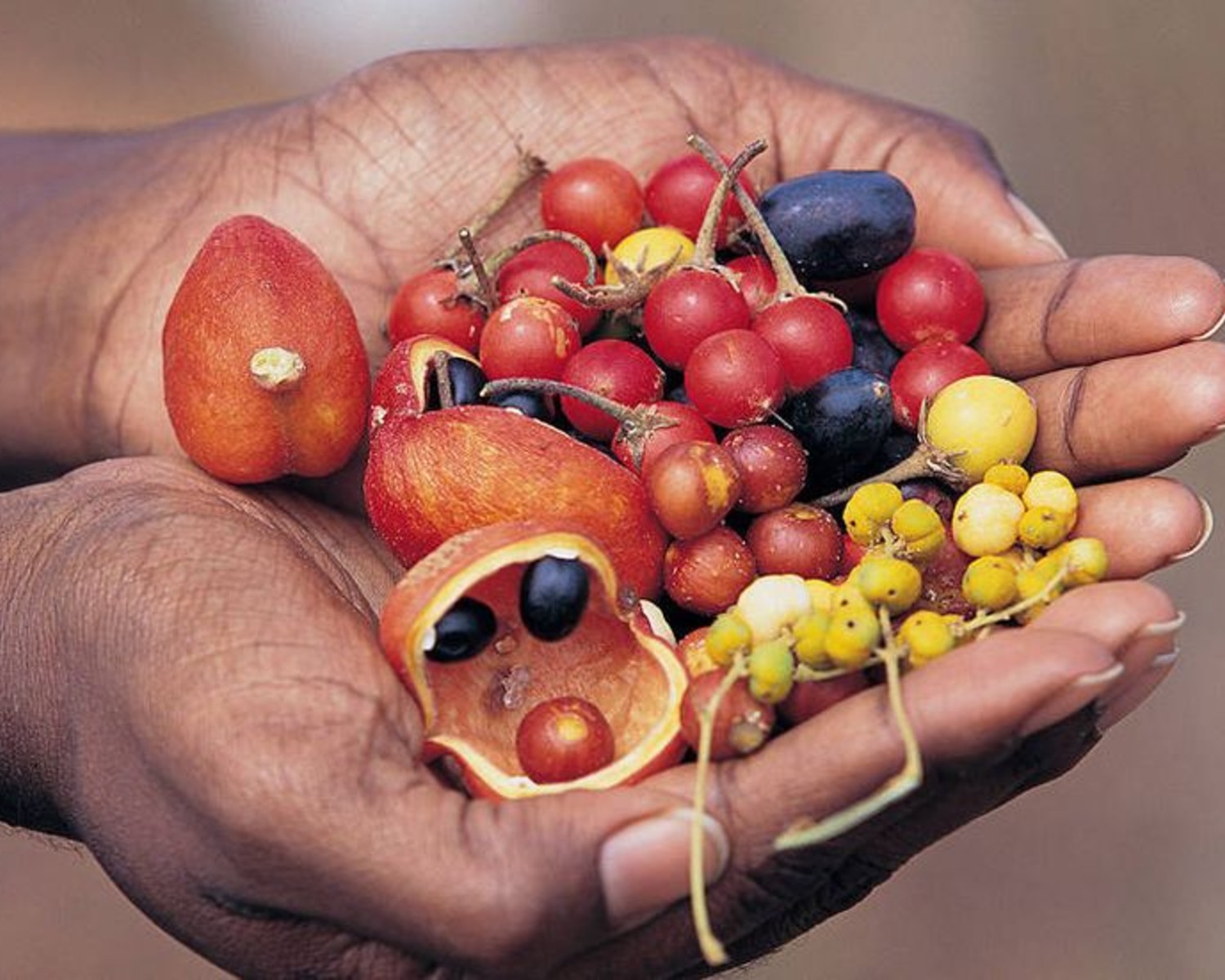 Bush Tucker (Indigenous Foods)